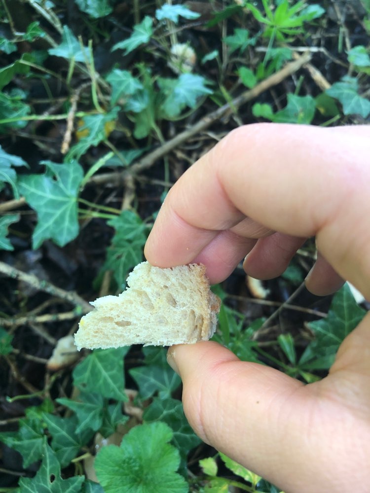 Giftköder-Brot Stücke im Wald-Profilbild