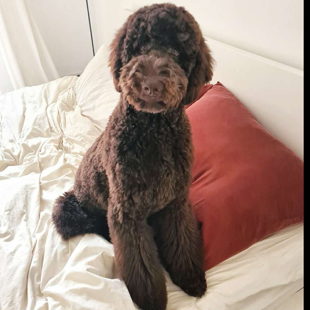 Hundetreffen-Playdate for puppies in Viktoria Park-Profilbild