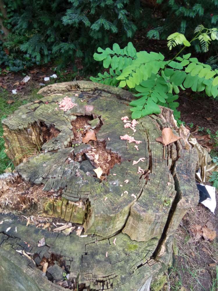 Giftköder-Hackfleisch auf dem Baumstumpf-Profilbild