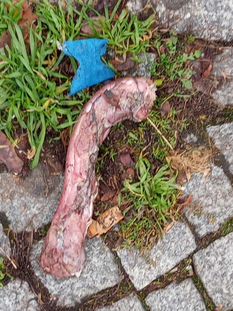 Giftköder-Ausgelegtes Fleischstück-Profilbild