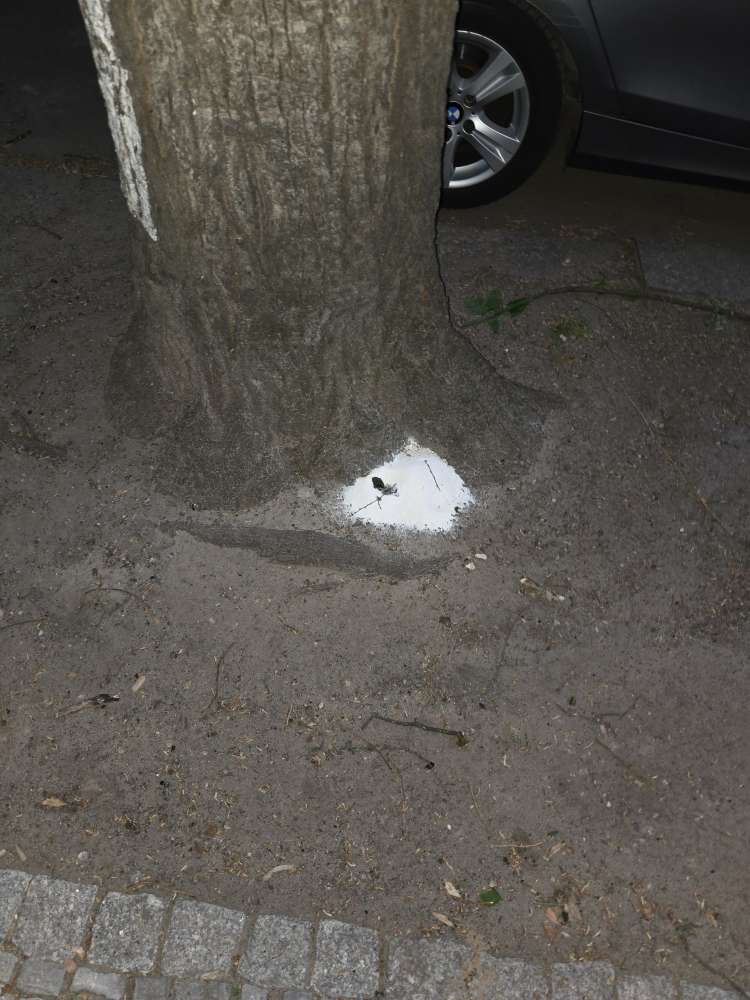 Giftköder-Weißes Pulver am Baum-Profilbild