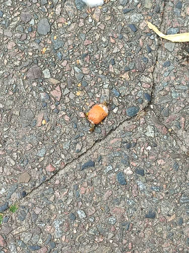 Giftköder-Wienerwürstchen auf dem Bürgersteig-Profilbild