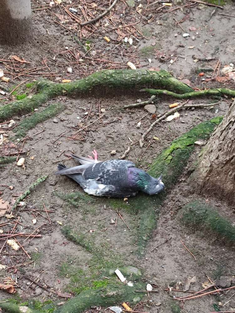 Giftköder-Tote Taube am Baum-Profilbild