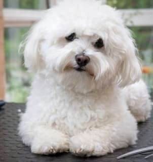 Giftköder-Ältere Frau-Profilbild