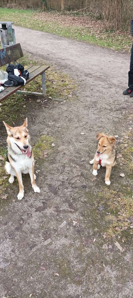 Hundetreffen-Spazieren gehen und spielen-Profilbild