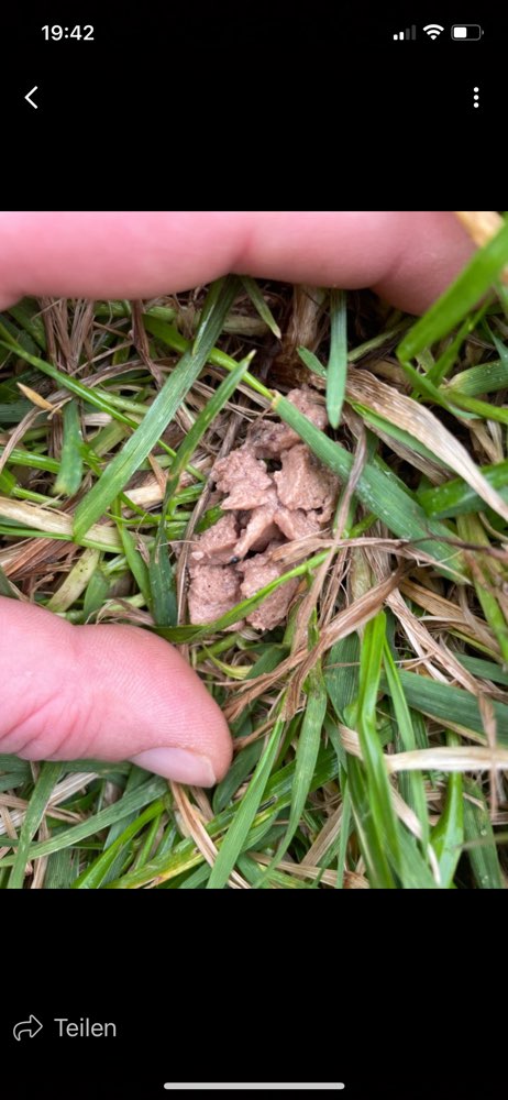 Giftköder-Wahrscheinlicher Giftköder-Profilbild