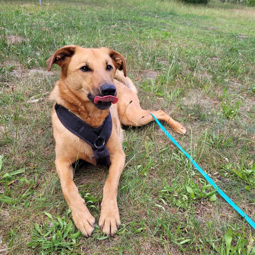 Hundetreffen-Gemeinsamer, kontrollierter Spaziergang-Profilbild