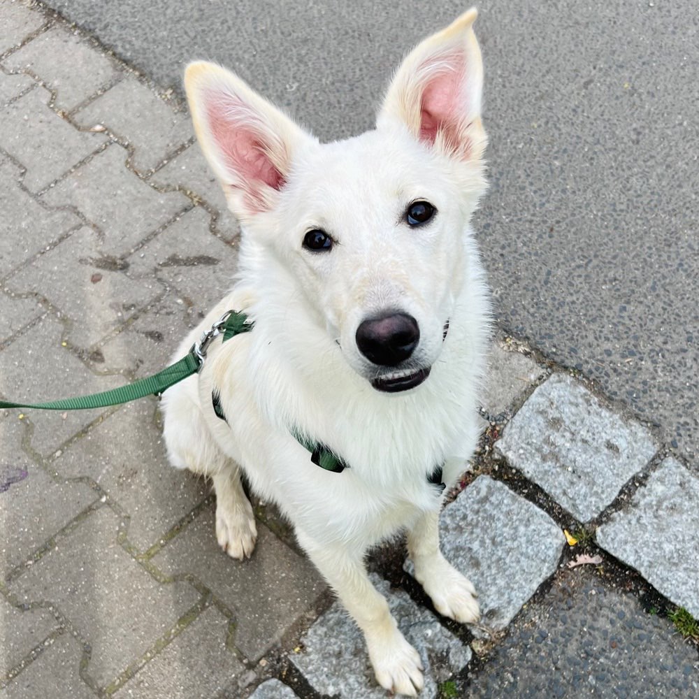 Hundetreffen-Treffen zum toben 🐶-Profilbild