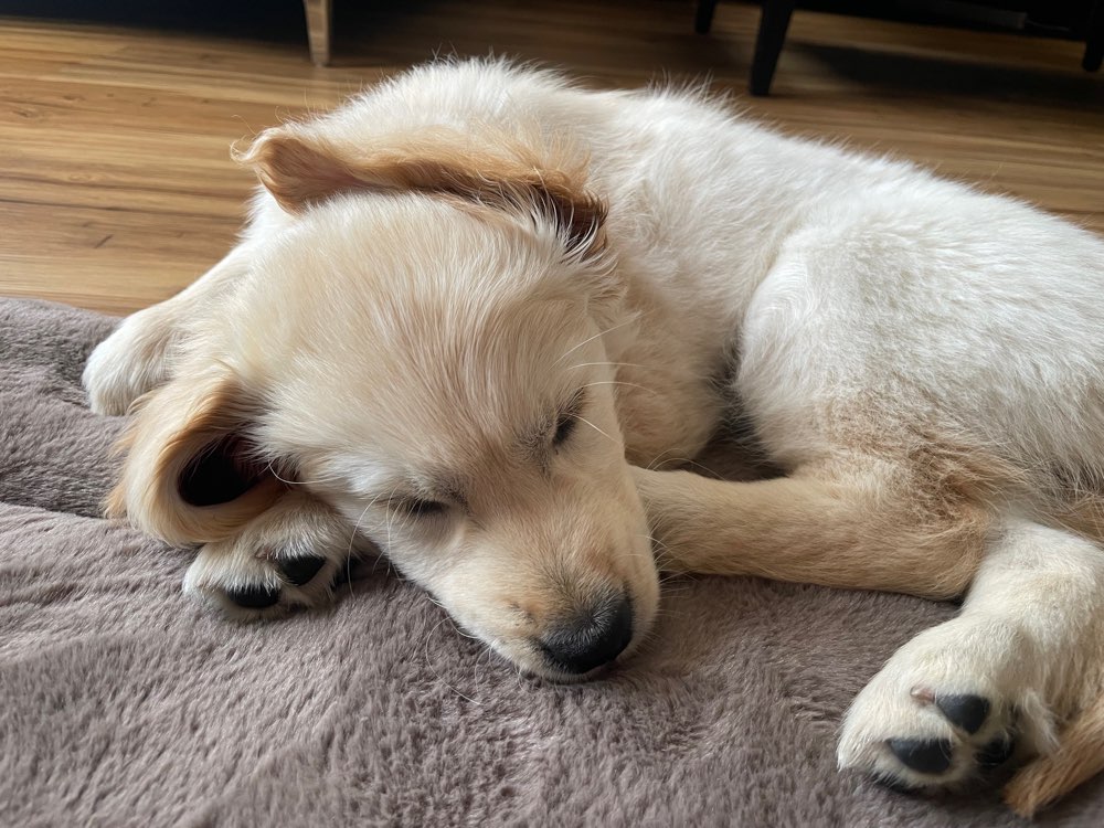 Hundetreffen-Welpentreffen in Wetter / Witten / Herdecke-Profilbild