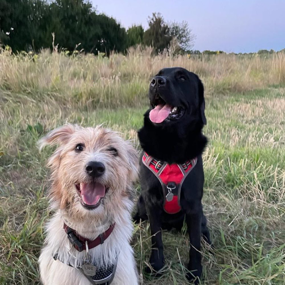 Hundetreffen-Spielfreunde gesucht-Profilbild