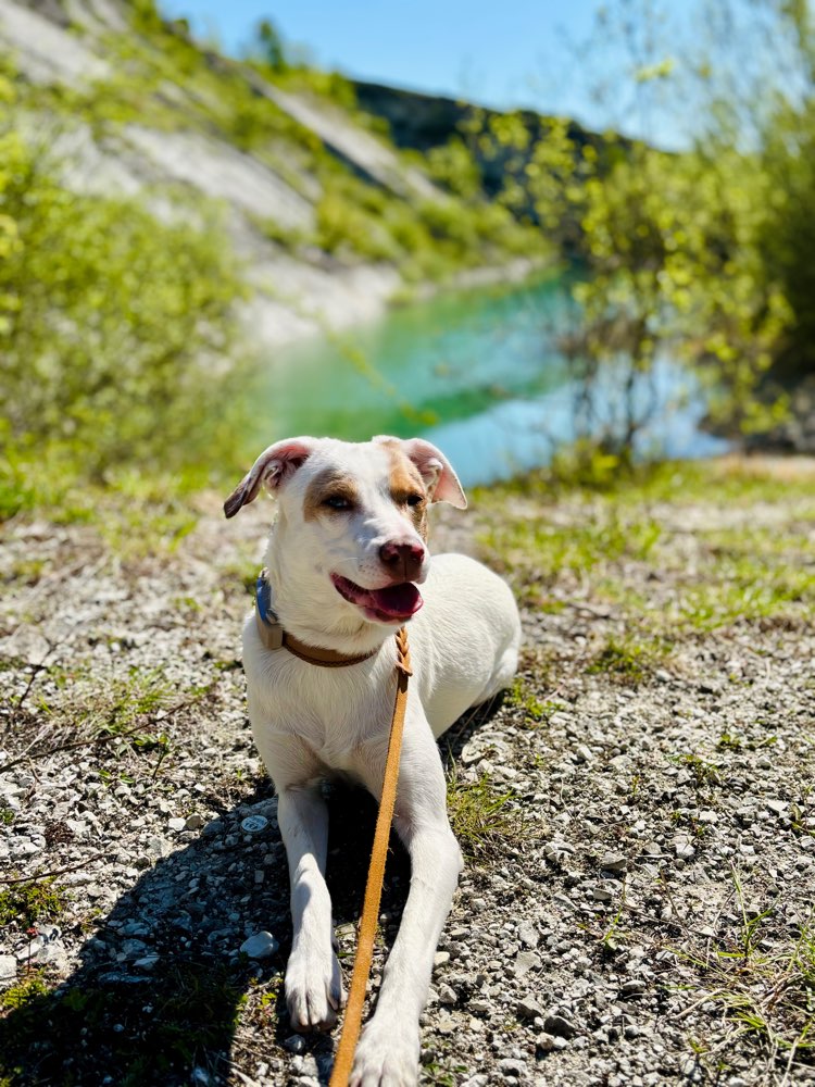 Hundetreffen-Trainingspartner gesucht 🐶🐕-Profilbild