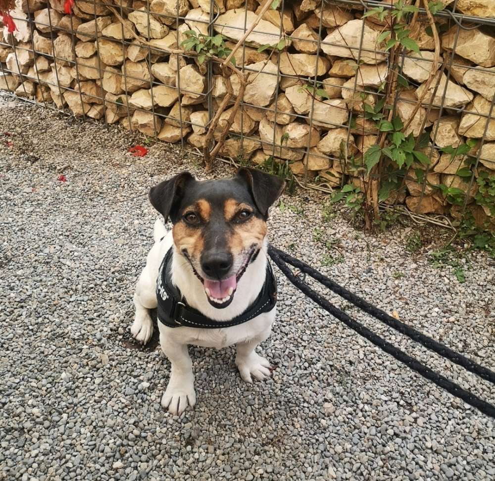 Hundetreffen-Oskar-Profilbild