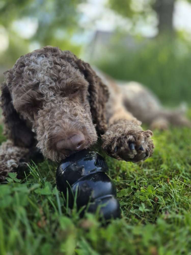 Hundetreffen-Nala sucht neuen Spielgefährten🐶-Profilbild