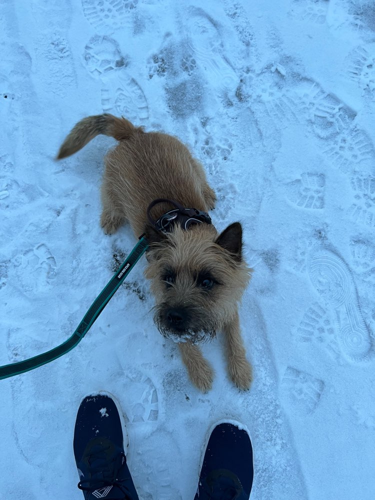 Hundetreffen-Lernen in der Nähe von anderen Hunden ruhig an der kurzen Leine zu gehen-Profilbild