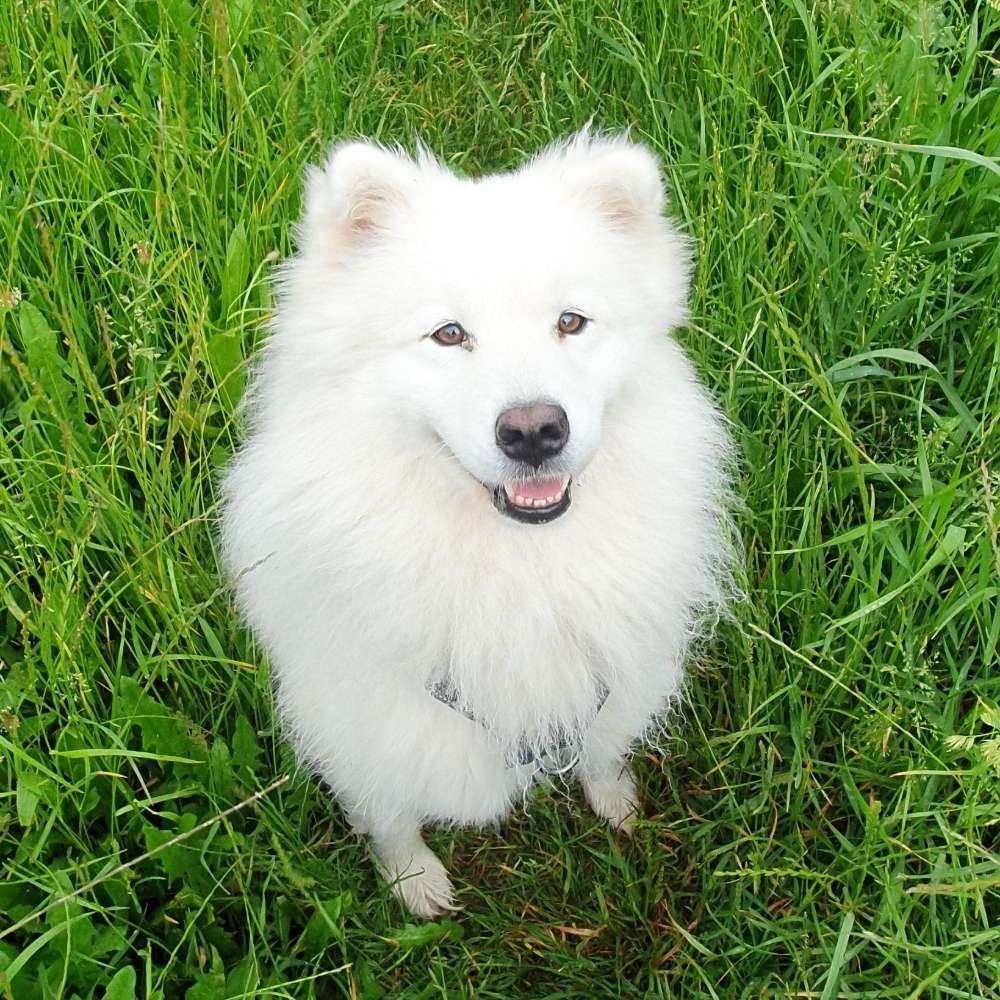 Hundetreffen-Stadtwald /-Park Gera-Profilbild