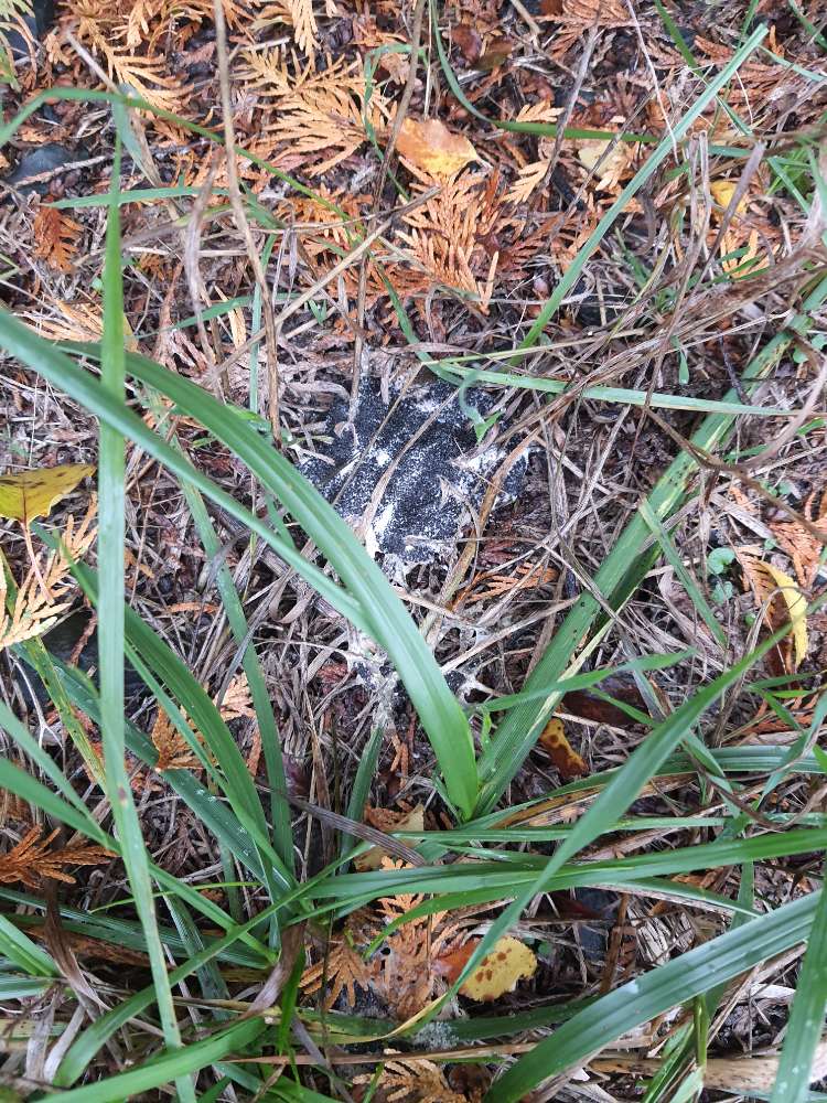 Giftköder-Giftköder? Gefahr beseitigt!-Profilbild