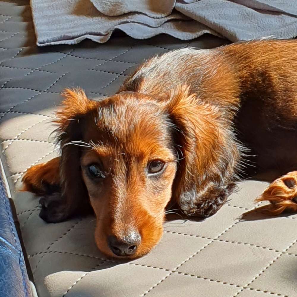 Hundetreffen-Kleine Hunde Treffen in Walsrode-Profilbild