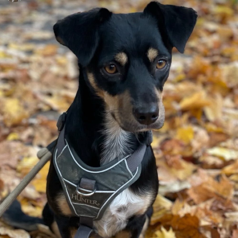 Hundetreffen-Hundefreund gesucht 🫶-Profilbild
