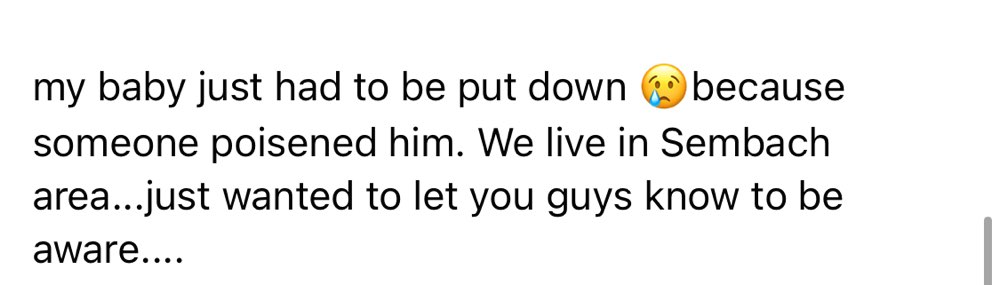 Giftköder-Hund Vergiftet-Profilbild