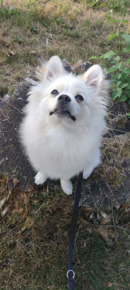 Hundetreffen-Spielrunde-Profilbild