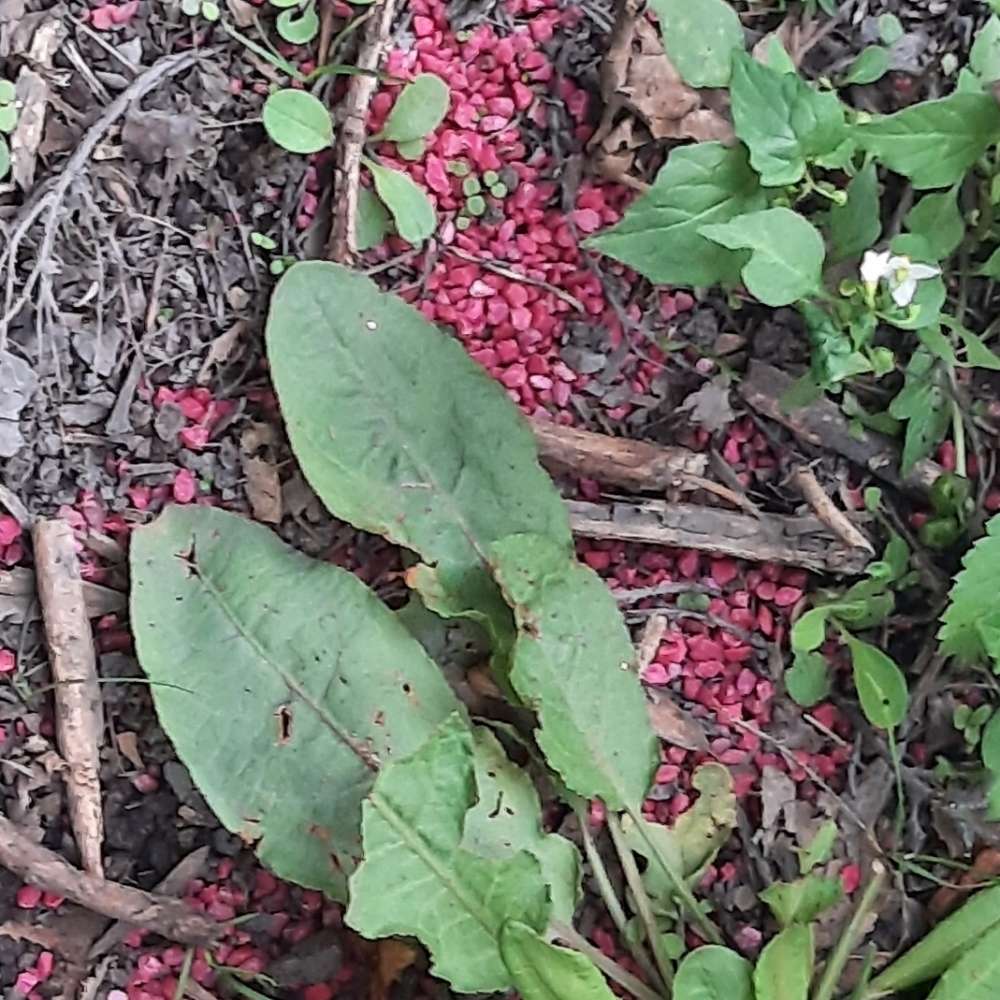 Giftköder-Giftköder-Profilbild