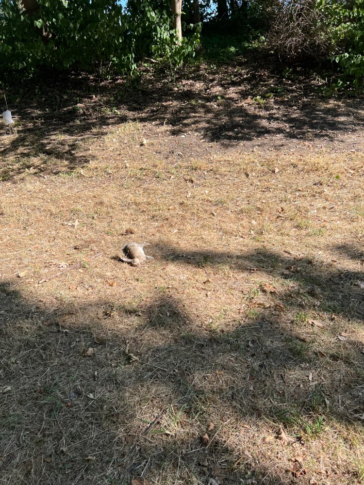 Giftköder-Totes Kaninchen im Südpark-Profilbild