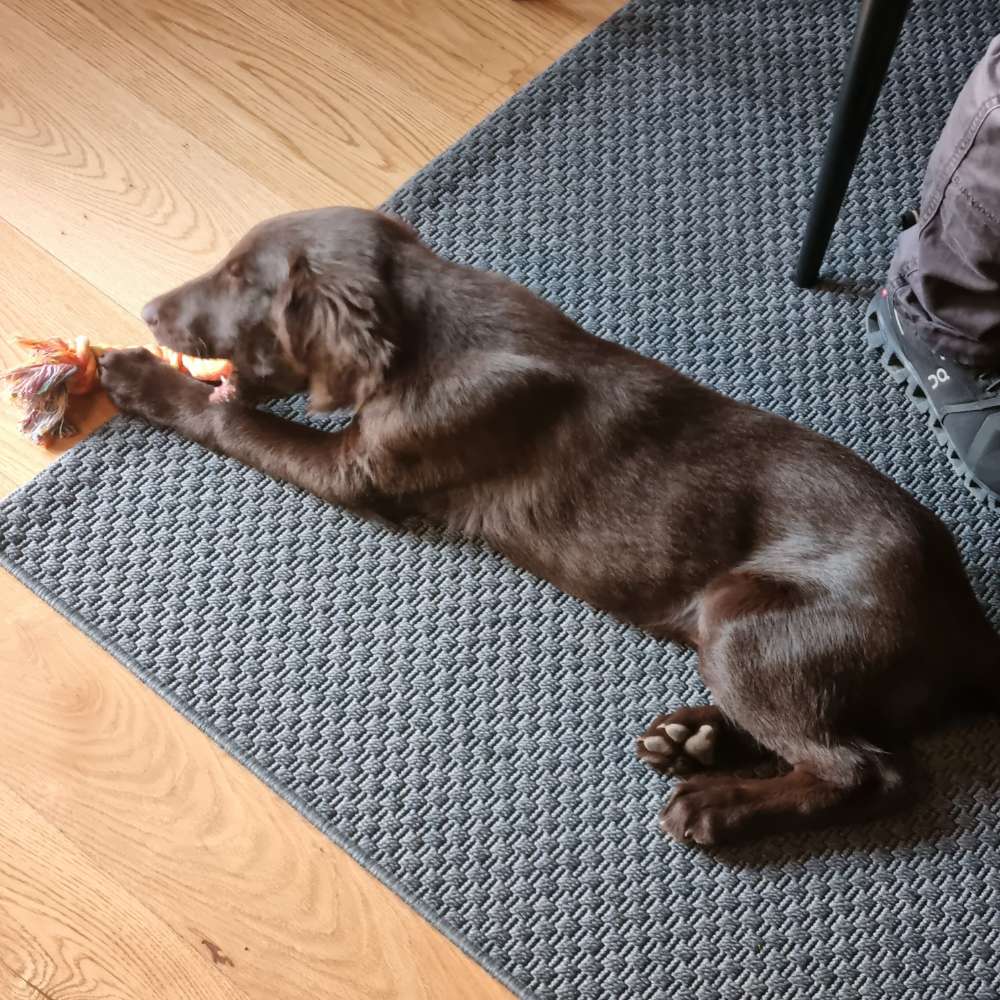 Hundetreffen-Spielrunde Welpen-Profilbild