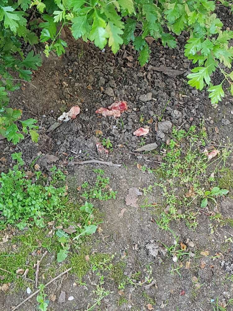 Giftköder-Rohes Fleisch-Profilbild