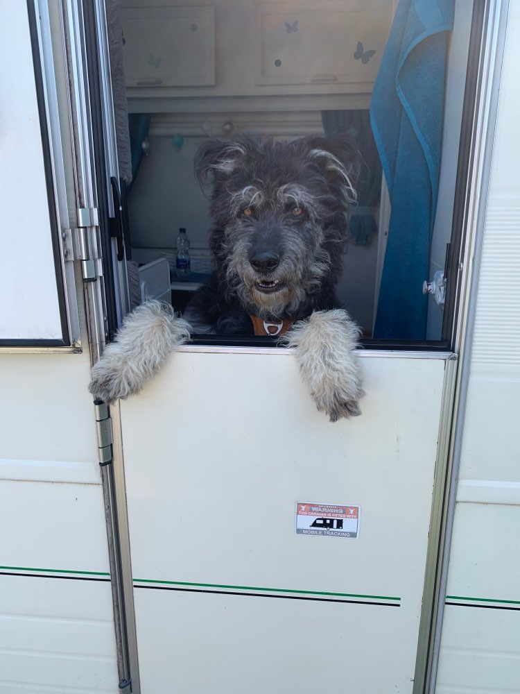 Hundetreffen-Gemeinsame Gassirunden-Profilbild
