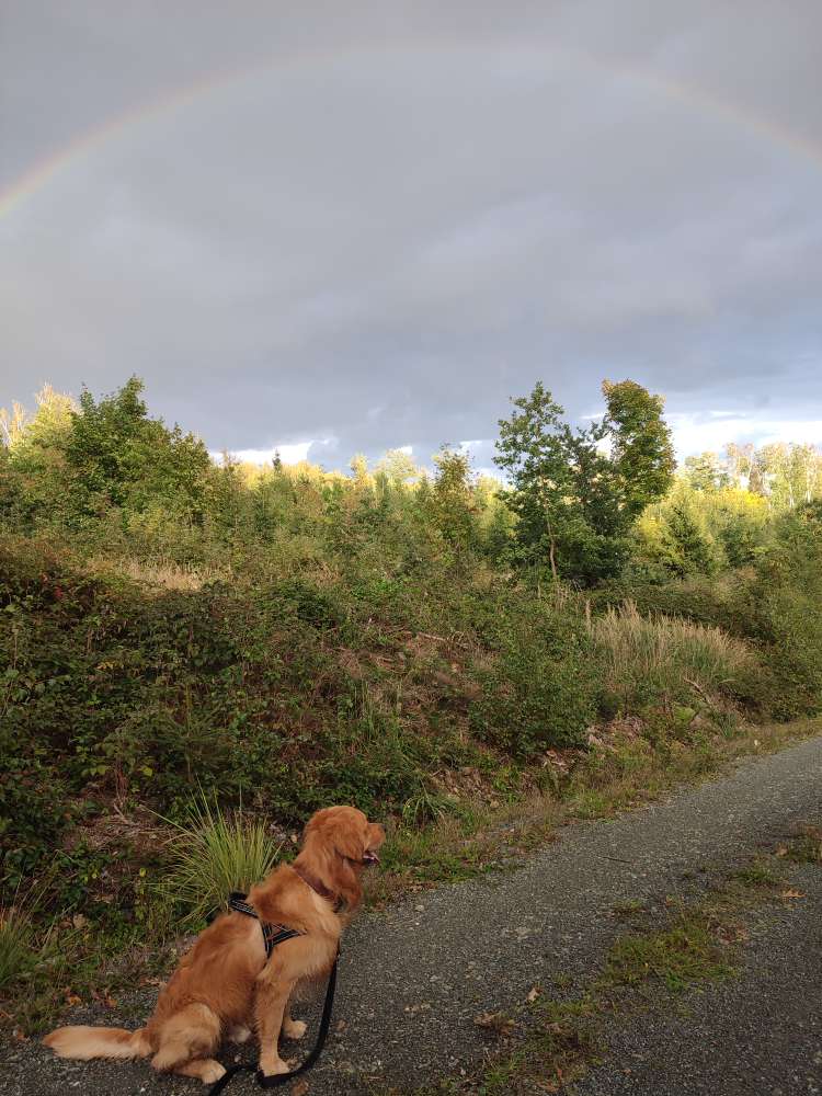 Hundetreffen-Ältere Hunde zum lernen und gemeinsamen Gassi gehen gesucht-Profilbild