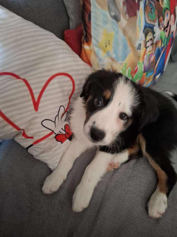 Hundetreffen-Welpen treffen-Profilbild