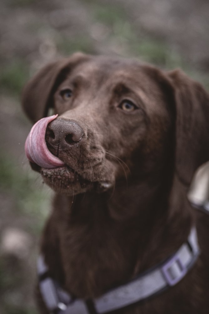 Hundetreffen-Gemeinsame Gassirunden-Profilbild