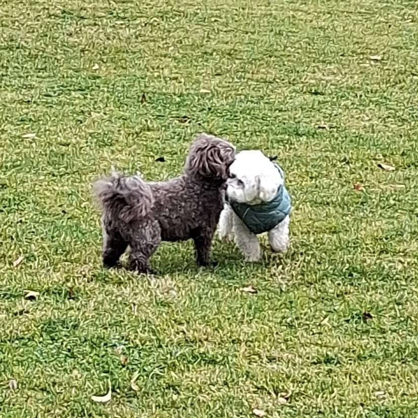 Hundetreffen-Spielrunde, Gassierunde-Profilbild