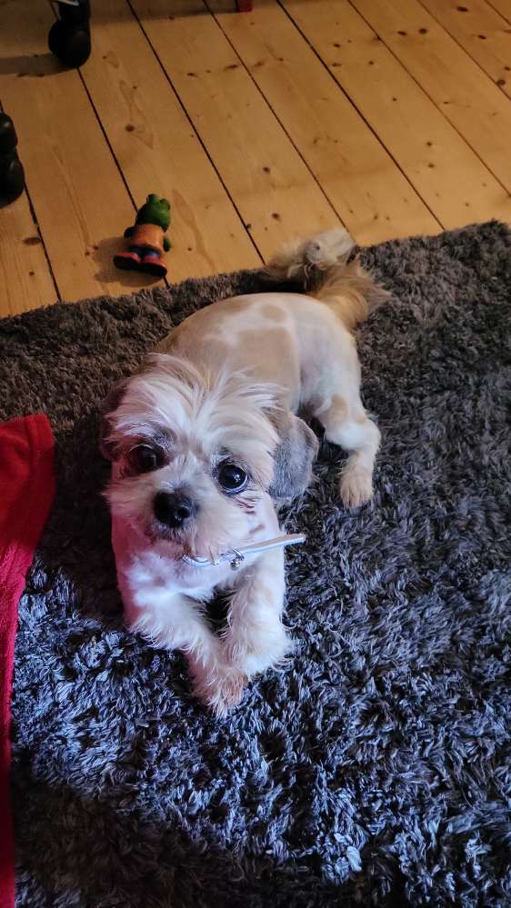 Hundetreffen-Gassigeh - u. Spielkumpel gesucht-Profilbild