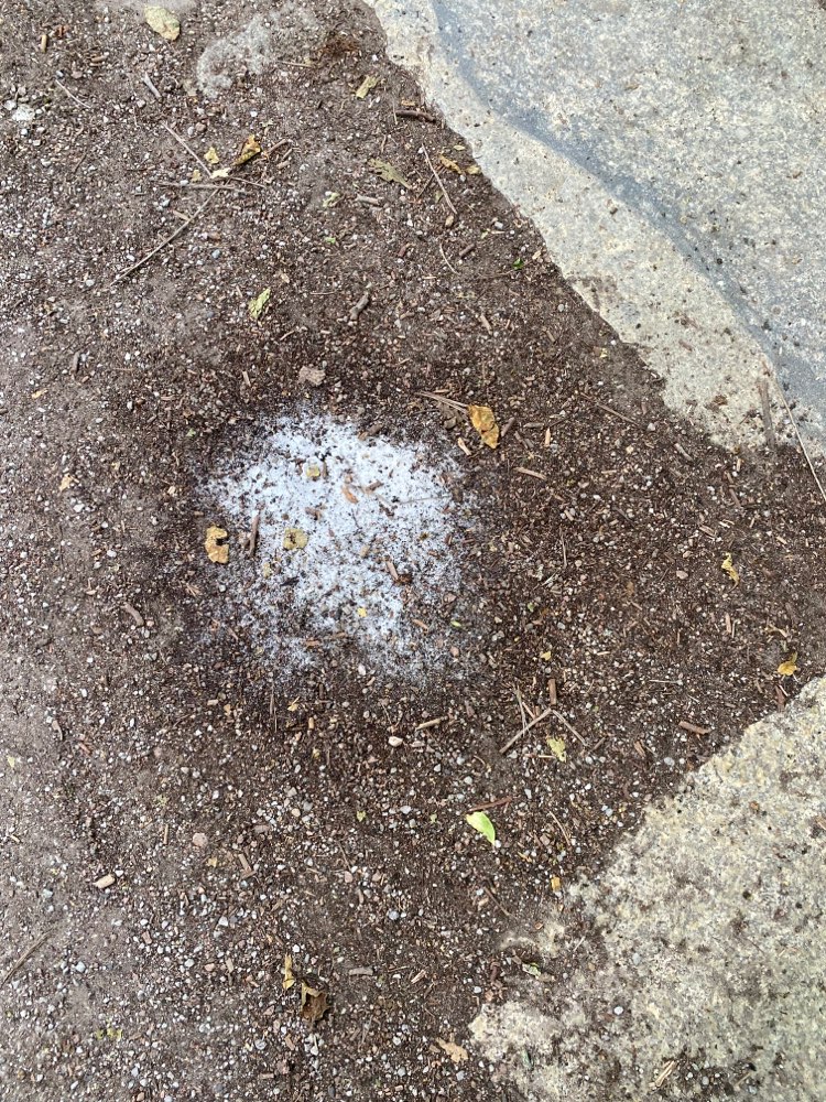 Giftköder-Weißes Pulver-Profilbild