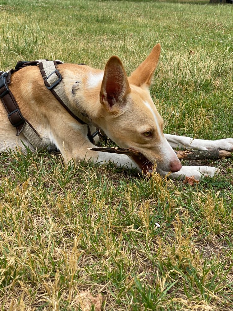 Hundetreffen-Social Walks / Bolzen im Park-Profilbild