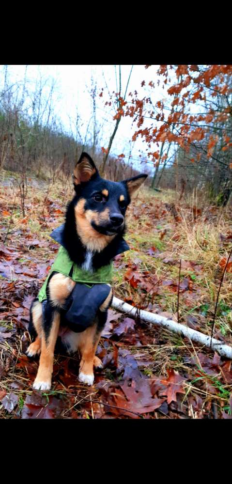 Hundetreffen-Playdate Thäli-Profilbild