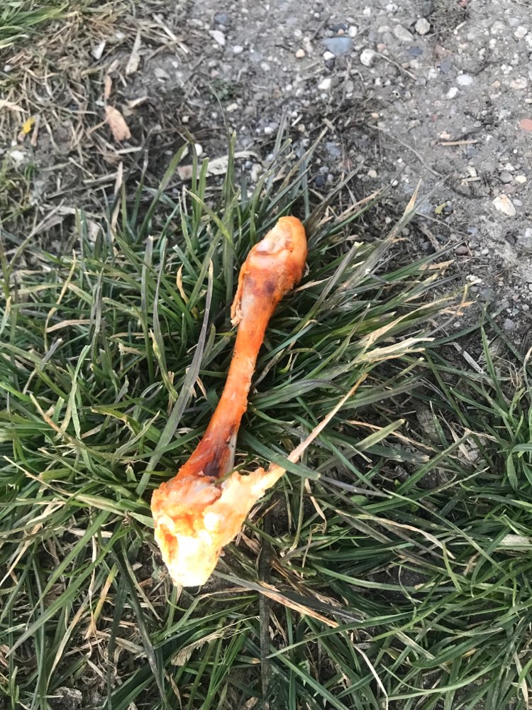 Giftköder-Hühnerknochen-Profilbild