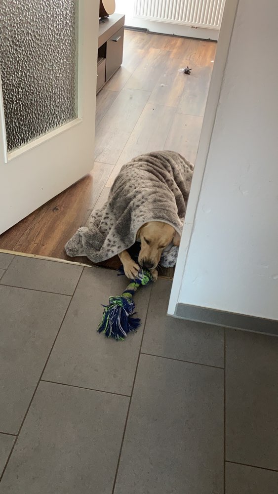 Hundetreffen-Hundetreff für alle-Profilbild