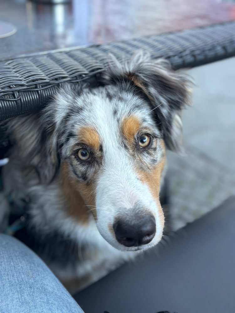 Hundetreffen-Trainingstreffen-Profilbild
