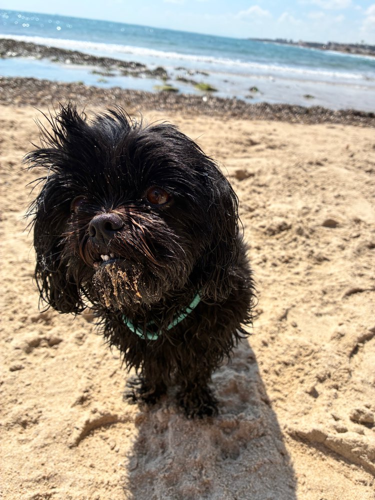 Hundetreffen-Gassigehen in Zollenspieker-Profilbild