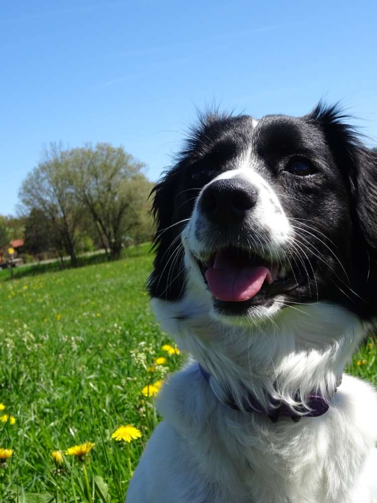 Hundetreffen-Neue Hunde in Augsburg kennenlernen-Profilbild