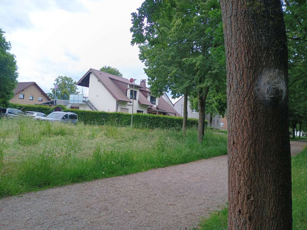 Giftköder-Eichenprozessionsspinner-Profilbild