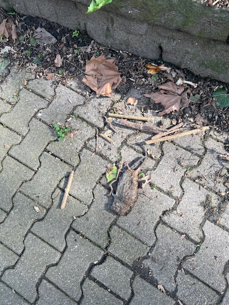 Giftköder-Totes Tier, Essensreste-Profilbild