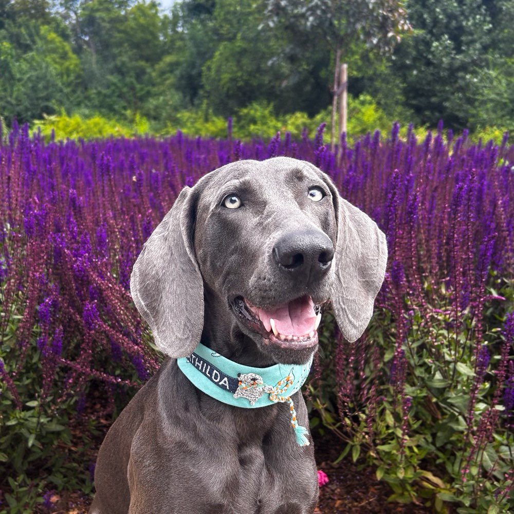 Hundetreffen-Social Walk Gruppe Braunsbedra/Merseburg-Profilbild