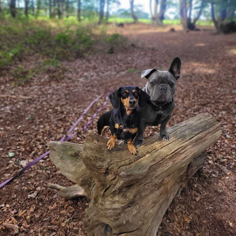 Hundetreffen-Gassi Gehen Schwalmtal-Profilbild