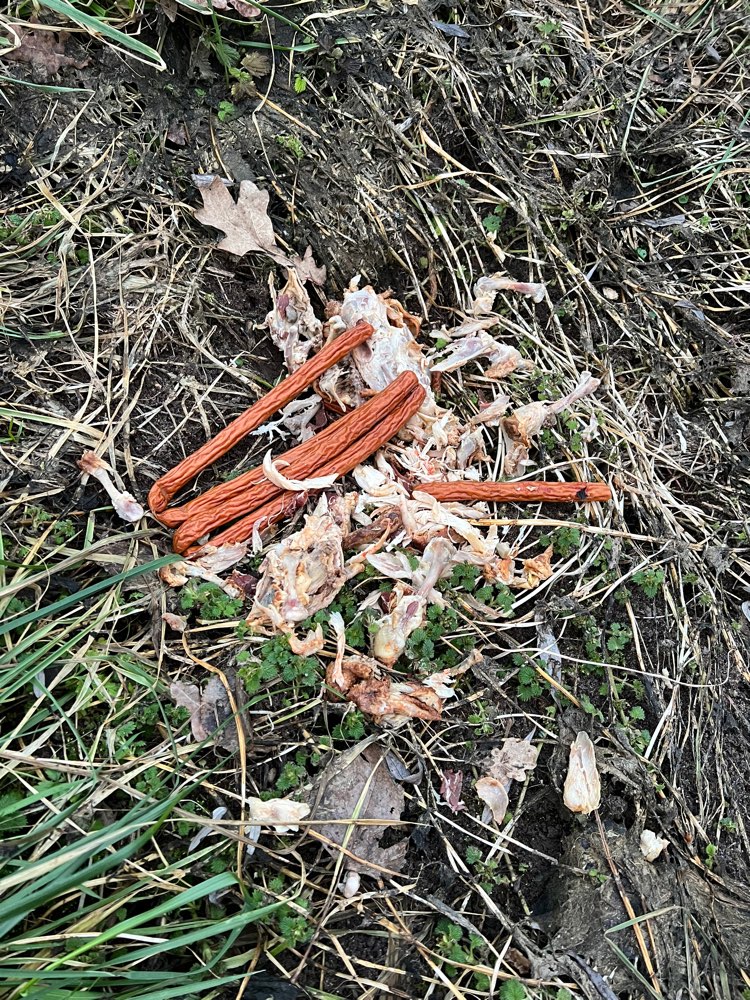 Giftköder-Eventuelle Giftköder-Profilbild