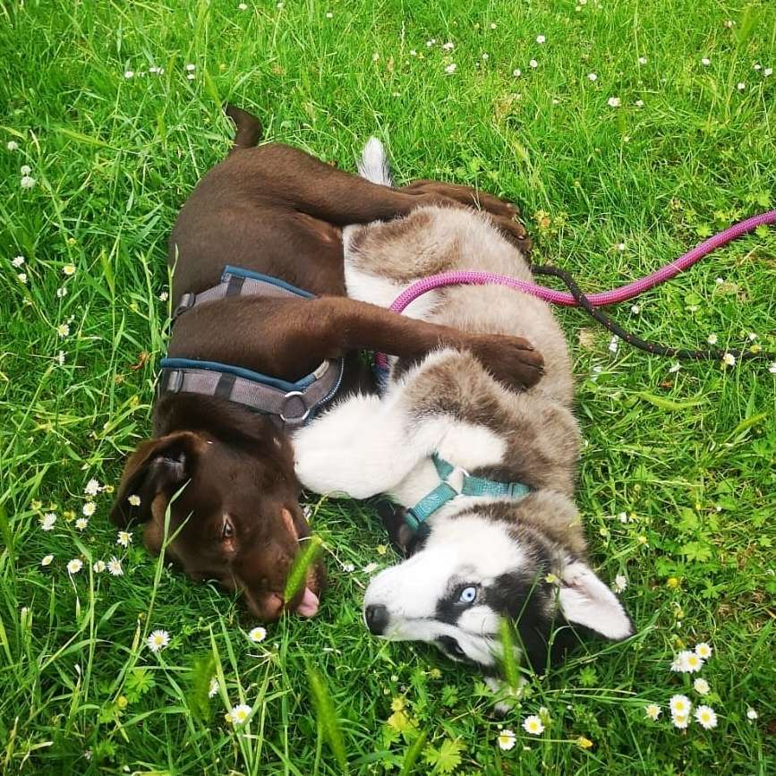 Hundetreffen-Spielerunde-Profilbild