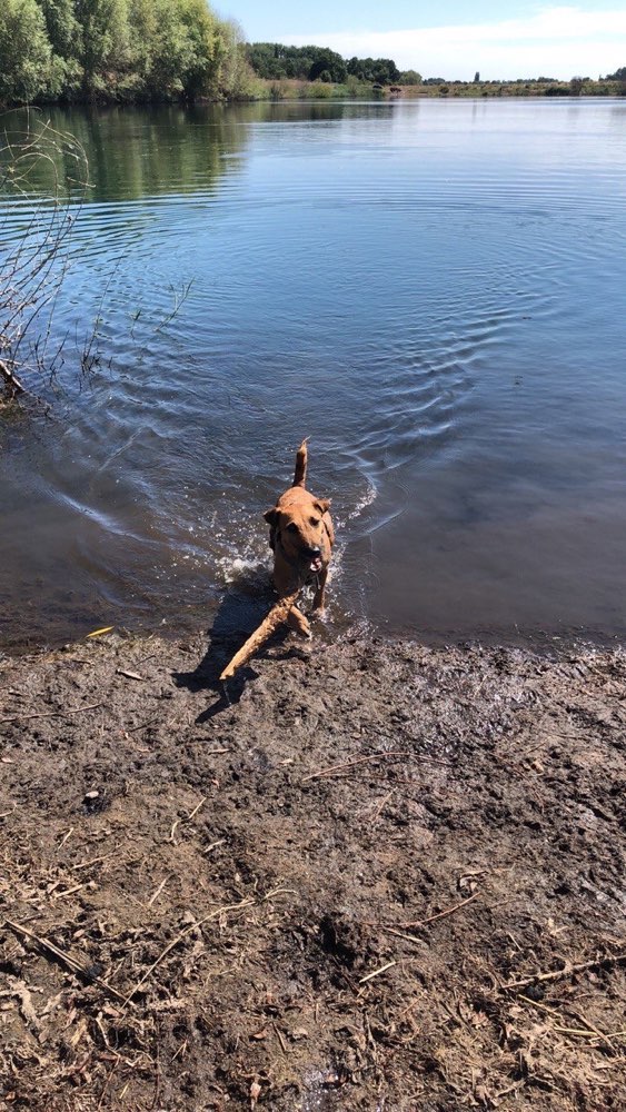 Hundetreffen-Ich suche eine Hundefreund/in-Profilbild