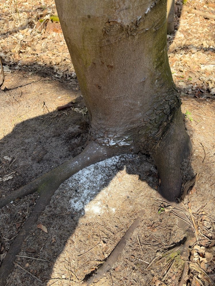 Giftköder-Weißes Pulver am Baum-Profilbild